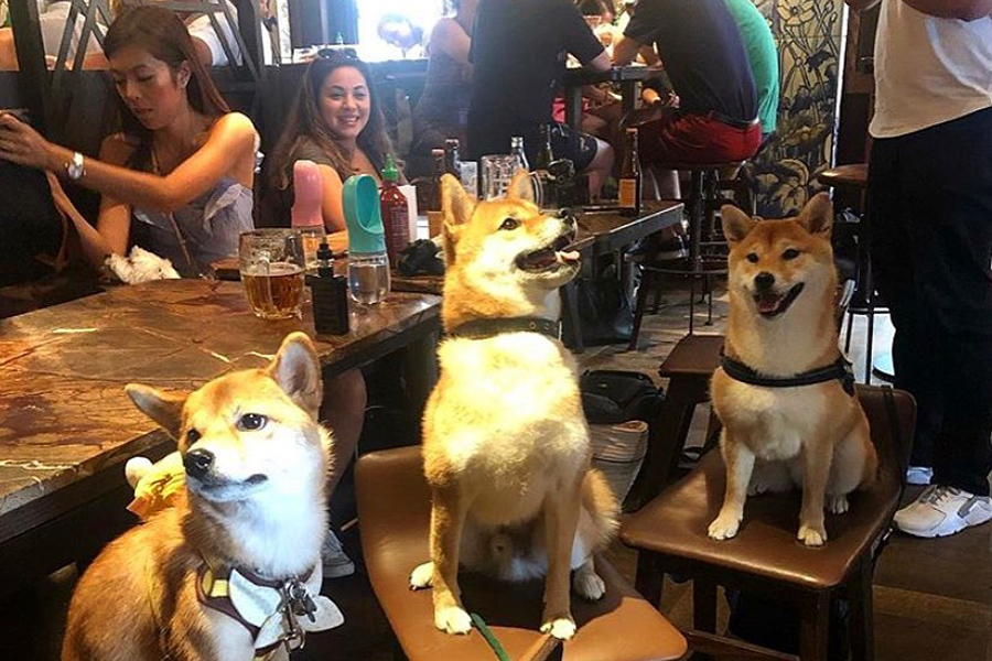 Dog friendly bars in london